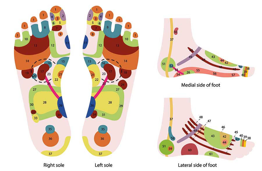 Discover Reflexology - A detailed reflexology foot chart illustrating pressure points and corresponding body areas for holistic well-being.