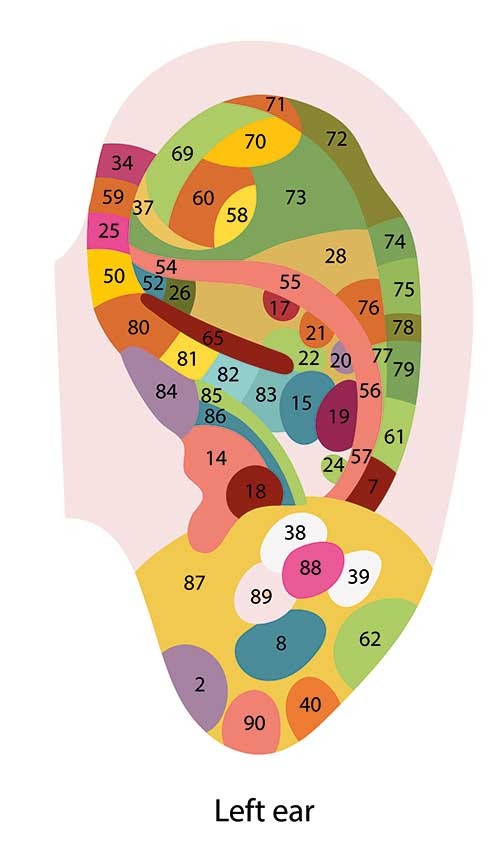 Reflexology Pressure Points - A detailed reflexology ear chart illustrating pressure points and corresponding body areas for holistic well-being.